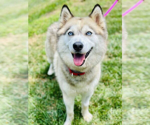 Medium Photo #1 Siberian Husky Puppy For Sale in Manahawkin, NJ, USA