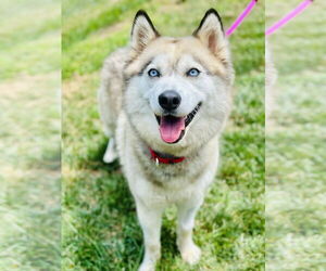 Siberian Husky Dogs for adoption in Manahawkin, NJ, USA