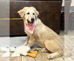Small #8 Great Pyrenees