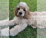 Small Photo #5 Cocker Spaniel Puppy For Sale in TERRY, MS, USA