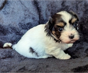 Havanese Puppy for sale in POST FALLS, ID, USA