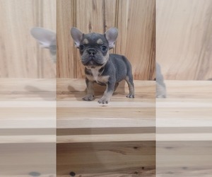 French Bulldog Puppy for sale in INDIANAPOLIS, IN, USA