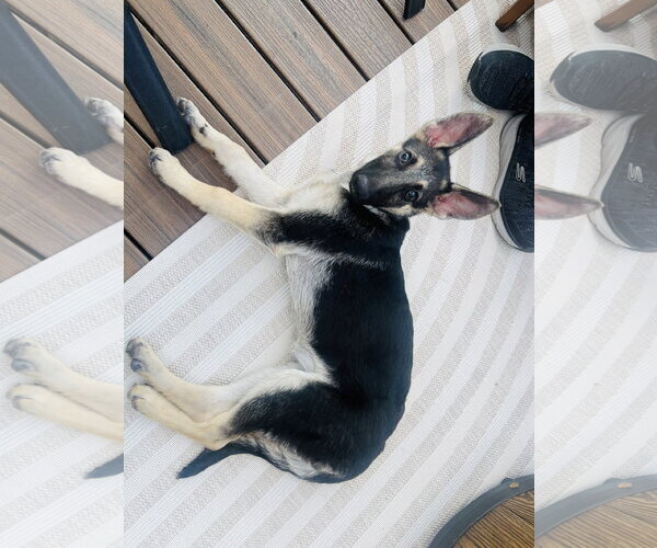 Medium Photo #5 German Shepherd Dog Puppy For Sale in Roseville, MN, USA