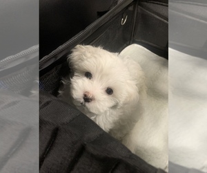 Maltese Puppy for sale in CHANDLER HEIGHTS, AZ, USA