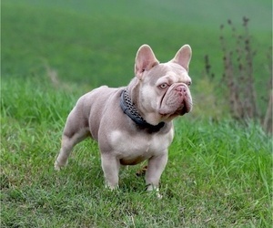 Father of the French Bulldog puppies born on 02/05/2024