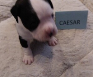 Boxer Puppy for sale in WEST POINT, UT, USA
