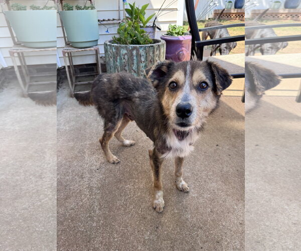 Medium Photo #3 Mutt Puppy For Sale in Greenville, SC, USA