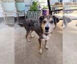 Small #2 Mutt