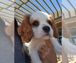Small Photo #2 Cavalier King Charles Spaniel Puppy For Sale in TEMPLETON, CA, USA