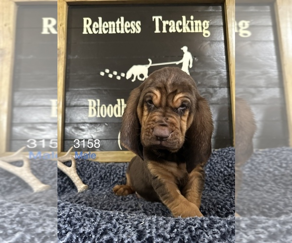 Medium Photo #1 Bloodhound Puppy For Sale in BROOKFIELD, MO, USA