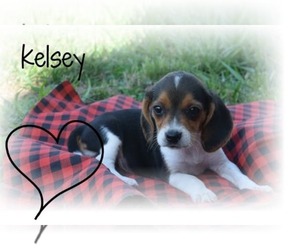 Beagle Puppy for sale in ALPHA, KY, USA