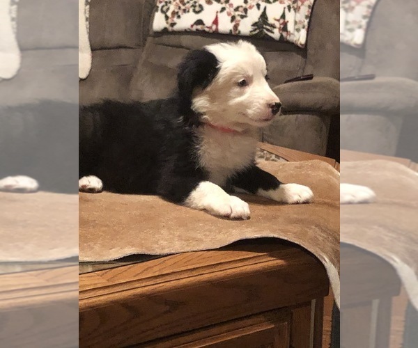 Medium Photo #1 Border Collie Puppy For Sale in BOWLING GREEN, KY, USA