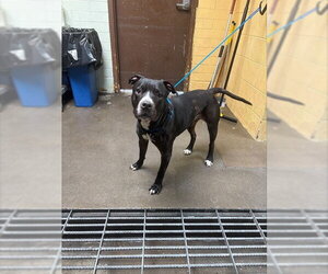 Mutt Dogs for adoption in Stockton, CA, USA