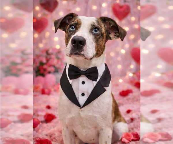 Medium Photo #3  Puppy For Sale in , 