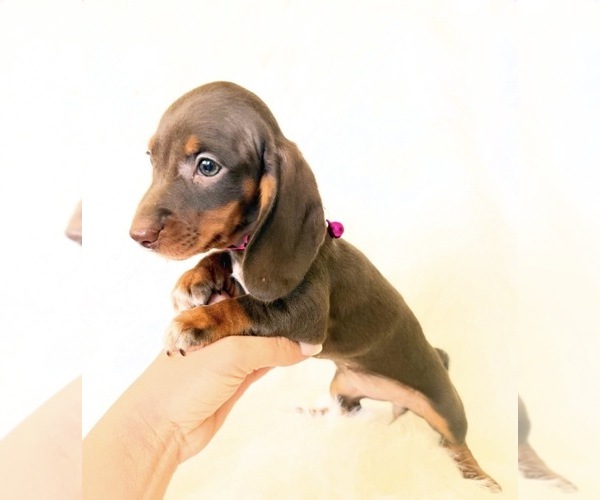 Medium Photo #2 Dachshund Puppy For Sale in DAVIS, CA, USA