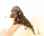 Small #1 Dachshund