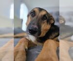 Small #9 German Shepherd Dog