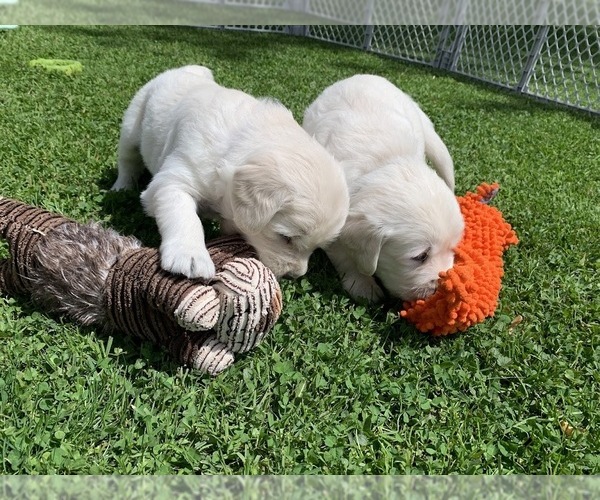 Medium Photo #19 English Cream Golden Retriever Puppy For Sale in MARSHFIELD, WI, USA