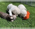 Small Photo #19 English Cream Golden Retriever Puppy For Sale in MARSHFIELD, WI, USA