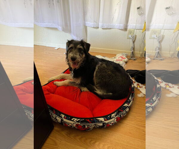 Medium Photo #2 Tibetan Terrier-Unknown Mix Puppy For Sale in Escondido, CA, USA
