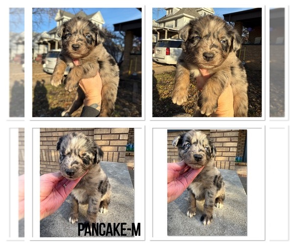 Medium Photo #3 Australian Shepherd Puppy For Sale in BUSHNELL, IL, USA