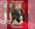 Small Photo #29 Pembroke Welsh Corgi Puppy For Sale in LOGAN, NM, USA