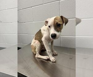 American Pit Bull Terrier Dogs for adoption in Corpus Christi, TX, USA