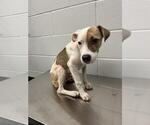 Small American Pit Bull Terrier