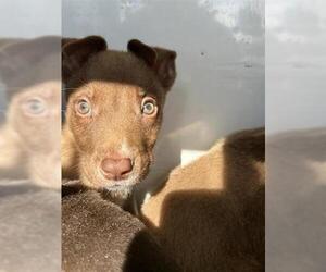 Mutt Dogs for adoption in Houston, TX, USA