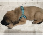 Puppy Blue Fawn Daniff
