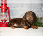 Small Photo #3 Dachshund Puppy For Sale in GOSHEN, IN, USA