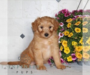 Jack-A-Poo Puppy for sale in KIRKWOOD, PA, USA