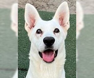 Unknown-white german shepherd Mix Dogs for adoption in Phoenix, AZ, USA
