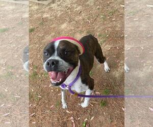 Boston Terrier-Boxer Mix Dogs for adoption in Front Royal, VA, USA