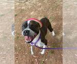Small Boston Terrier-Boxer Mix