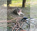 Small Photo #31 Bulldog Puppy For Sale in ATLANTA, GA, USA