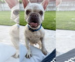 Small #15 French Bulldog