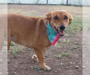 Dachshund-Unknown Mix Dogs for adoption in San Antonio, TX, USA