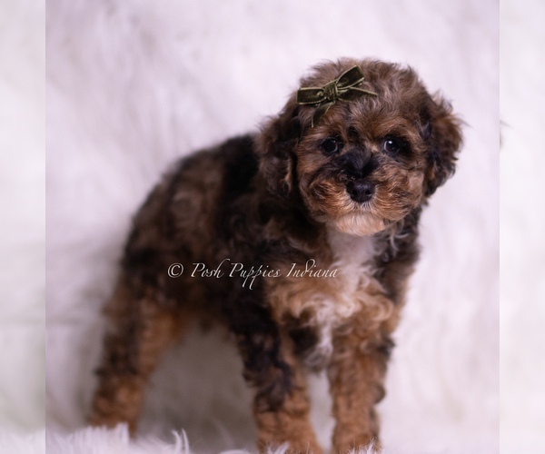 Medium Photo #3 Poodle (Miniature) Puppy For Sale in WARSAW, IN, USA