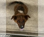 Small Mutt