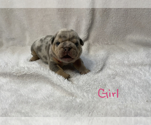 English Bulldog Puppy for sale in OSPREY, FL, USA