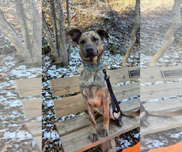 Medium Photo #6 Mutt Puppy For Sale in Sykesville, MD, USA