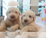 Small #7 Labradoodle