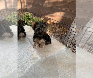 Yorkshire Terrier Puppy for sale in LAS VEGAS, NV, USA