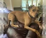 Small #4 American Pit Bull Terrier-Rhodesian Ridgeback Mix