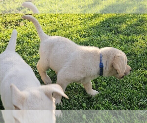 Medium Photo #4 Labrador Retriever Puppy For Sale in CEDAREDGE, CO, USA