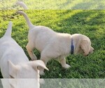 Small Photo #4 Labrador Retriever Puppy For Sale in CEDAREDGE, CO, USA