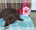 Small Photo #25 Labrador Retriever Puppy For Sale in GREENWOOD, WI, USA