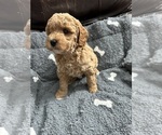 Puppy Puppy 2 Cavapoo