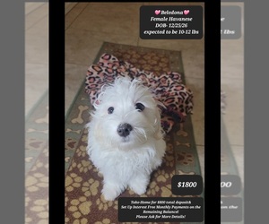 Havanese Puppy for sale in TUCSON, AZ, USA